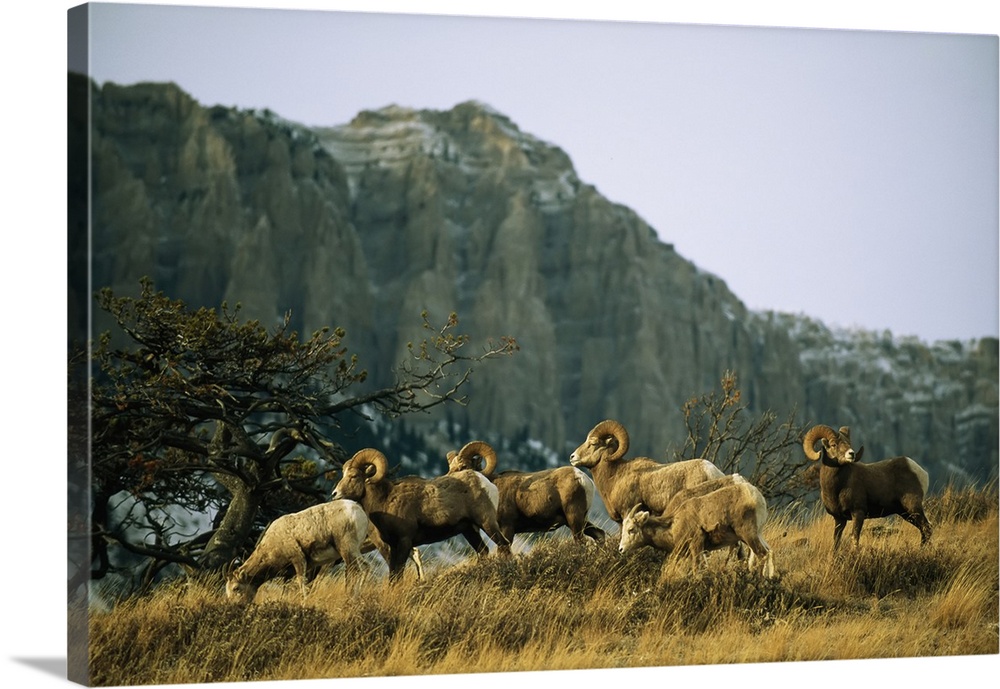 Herd of bighorn sheep (ovis canadensis) grazing in a mountain valley. Augusta, Montana, united states of America.