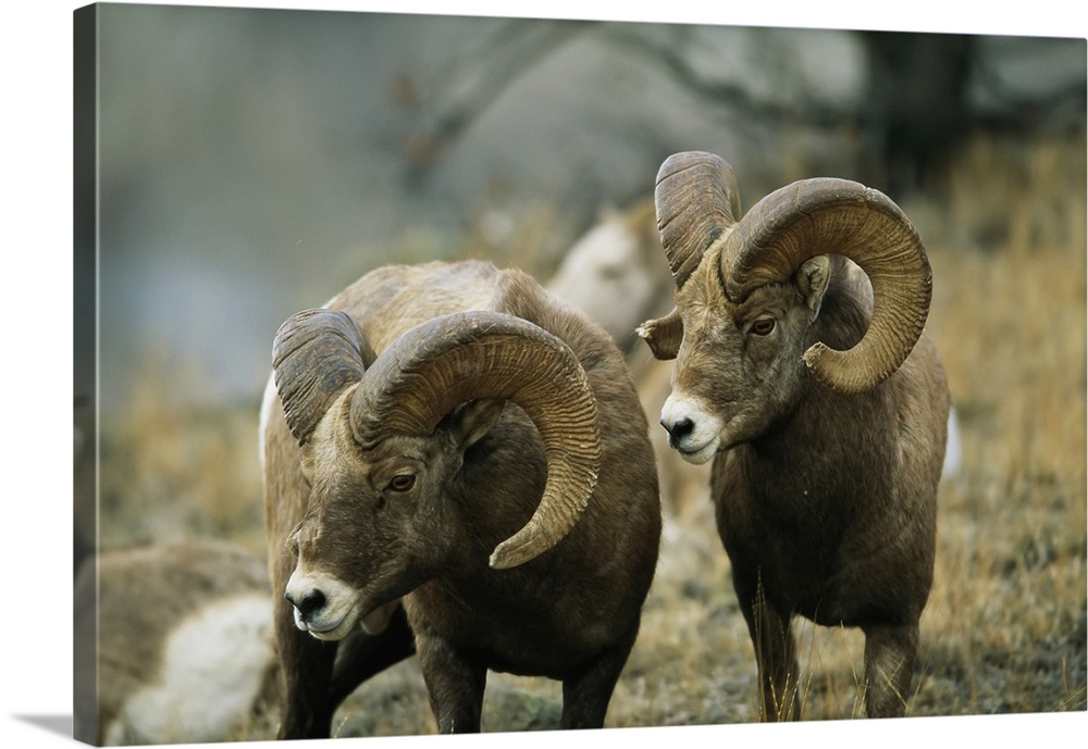 Herd of bighorn sheep (ovis canadensis) grazing in a mountain valley, Augusta, Montana, united states of America.