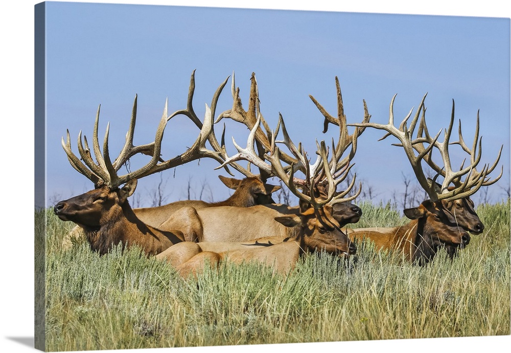 Herd of bull Elk (Cervus canadensis) lying in the grass; Steamboat Springs, Colorado, United States of America
