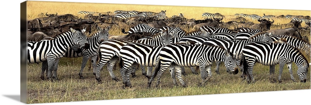 Herd Of Burchell's Zebra And Wildebeest, Masai Mara, Kenya