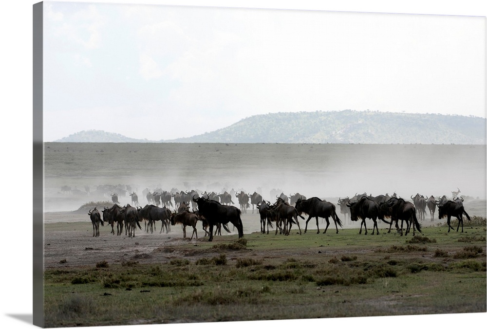 Herd of Wildebeest (Connochaetes taurinus) stirs up dust while moving across Serengeti short grass plains near Ndutu, Ngor...