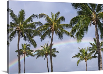 Hi, Oahu, Rainbow And Coconut Palm Trees Over Pearl Harbor