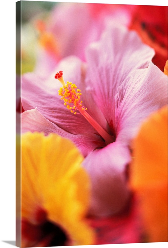 Hibiscus Flower Arrangement With Soft Focus, Close-Up Detail