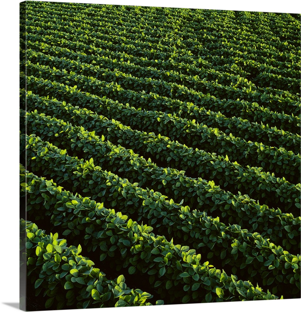 High angle view of rows of mid growth soybean plants, Central Iowa