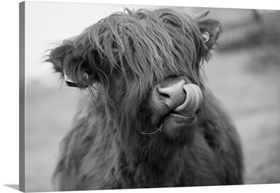 Highland Cattle Licking Its Nose, Scottish Borders, Scotland