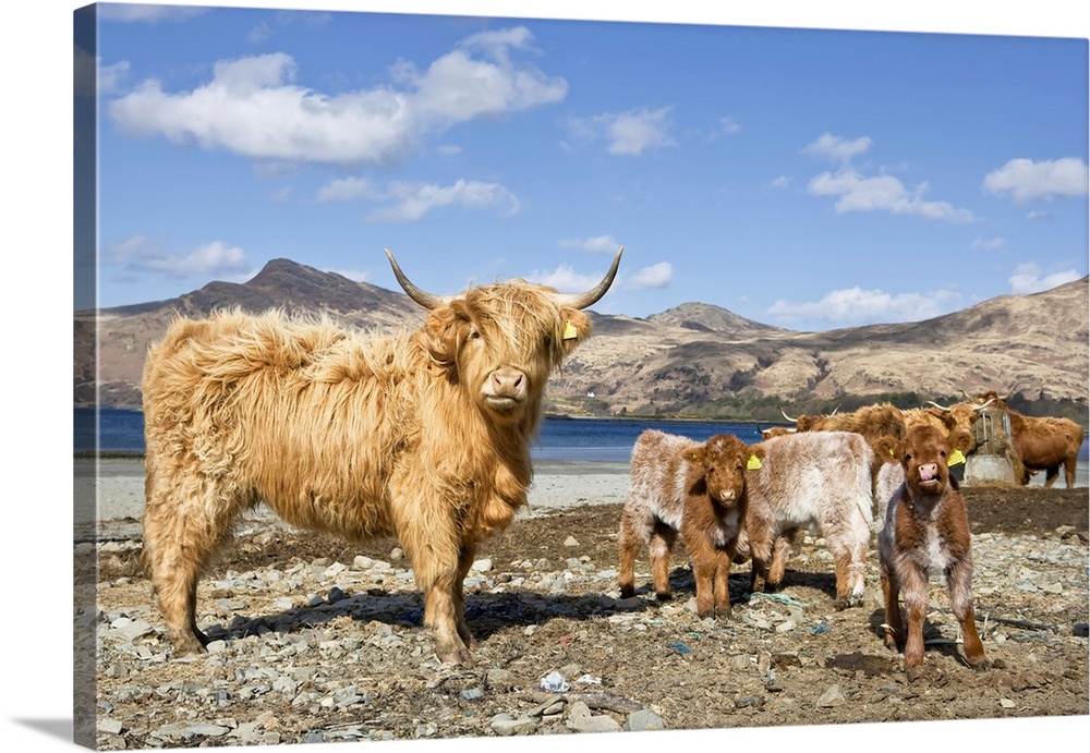 Highland Cows, Loch Buie, Isle of Mull, Argyll and Bute, Inner Hebrides, Scotland, UK