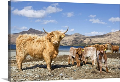 Highland Cows, Loch Buie, Isle Of Mull, Argyll And Bute, Inner Hebrides, Scotland, UK