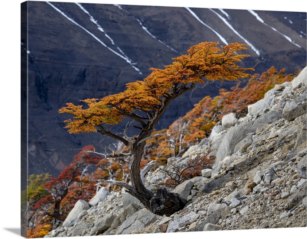 Views along the hiking trail to Mirador de Las Torres with peak fall color of a leaning southern beech tree on a rocky slo...