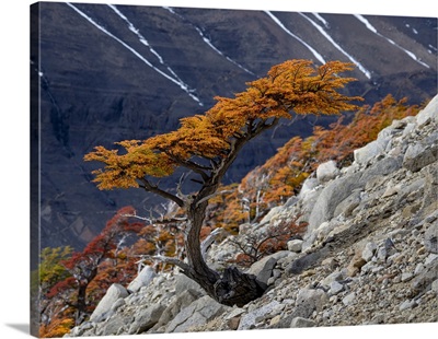 Hiking Trail To Mirador De Las Torres, Torres Del Paine National Park, Patagonia, Chile