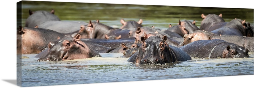 Panorama of hippopotamus pod (Hippopotamus amphibius) in calm river, Grumeti Serengeti Tented Camp, Serengeti National Par...