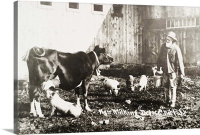 Historic photograph of piglet nursing from cow from 19th century