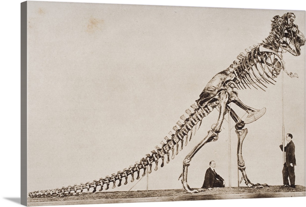 Historical Illustration Of Dinosaur Skeleton.