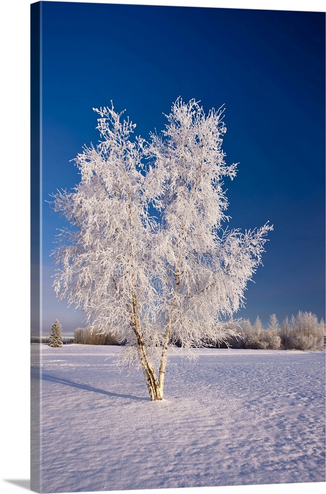 Hoarfrost Covered Birch Tree, Winter, Interior Alaska, Usa.