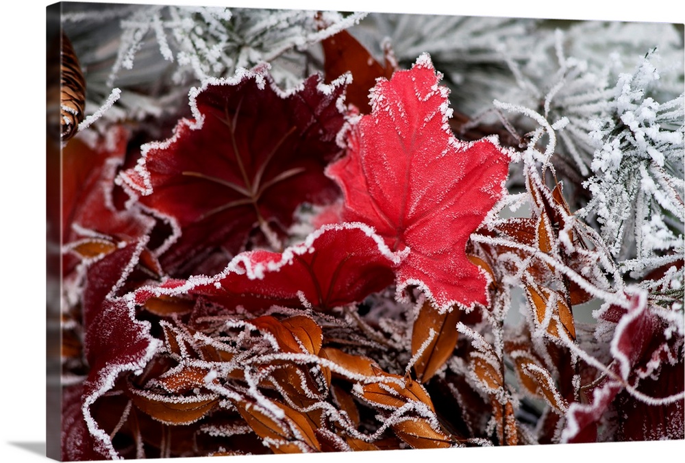 Hoarfrost covers holiday decorations on a wreath, Christmas season; Minnesota, United States of America