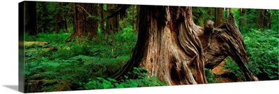 Hoh Rainforest, Old Growth Trunk; Olympic National Park, Washington State