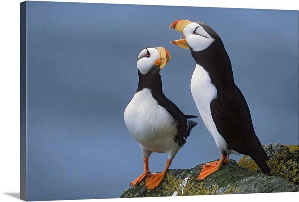 Horned Puffin, Online Learning Center