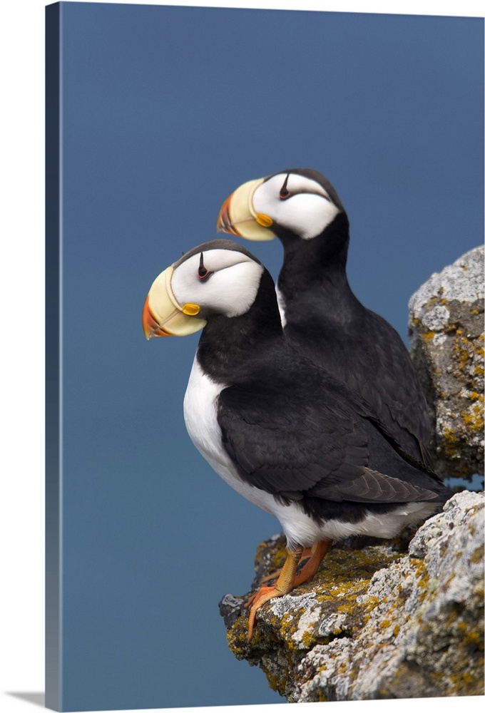 Horned Puffin pair, one yawning, perched on rock ledge with the blue Bering Sea in background, Saint Paul Island, Pribilof...