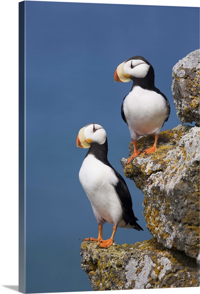 Horned Puffin pair perched on rock ledge with the blue Bering Sea in background, Saint Paul Island, Pribilof Islands, Beri...