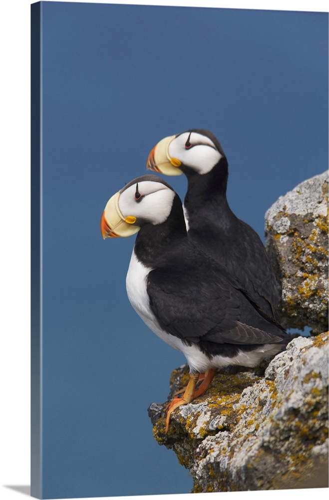 Horned Puffin Pair, One Yawning, Perched On Rock Ledge With The Blue Bering Sea In Background, Saint Paul Island, Pribilof...