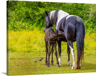 Horse And Foal Standing Together In A Pasture, Saskatchewan, Canada