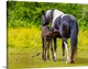 image thumbnail of Horse and foal standing together in a pasture; Saskatchewan, Canada