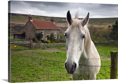 Horse Peering Over Fence, North Yorkshire, England