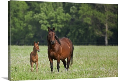 Horse With A Colt; Winnipeg, Manitoba, Canada