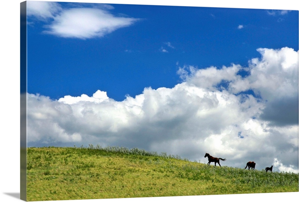 Horses Galloping On Hill