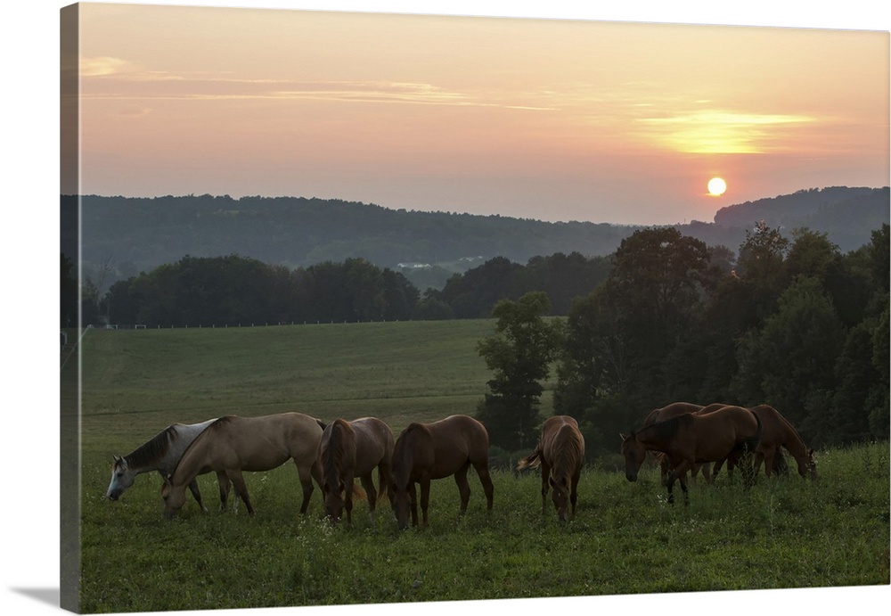 Horses graze on grass at sunset in rural farmland. Millersburg, Ohio
