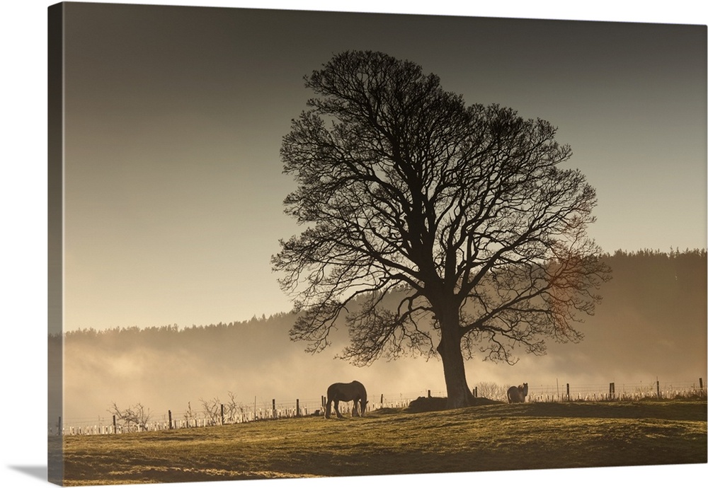 Horses Grazing In A Field Covered With Fog, Northumberland, England
