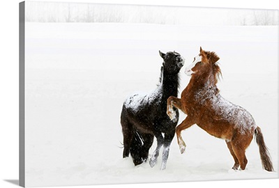 Horses Prancing In The Snow