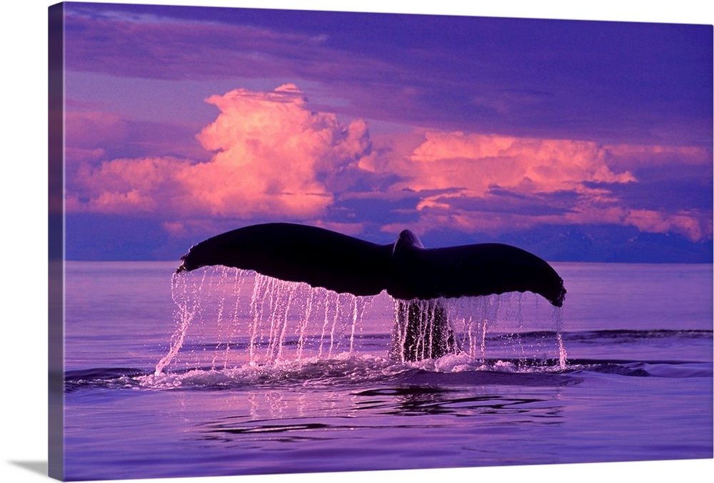 Humpback Whale lifts flukes as it dives at sunset in Lynn Canal, SE Alaska.  CompositeComposite.