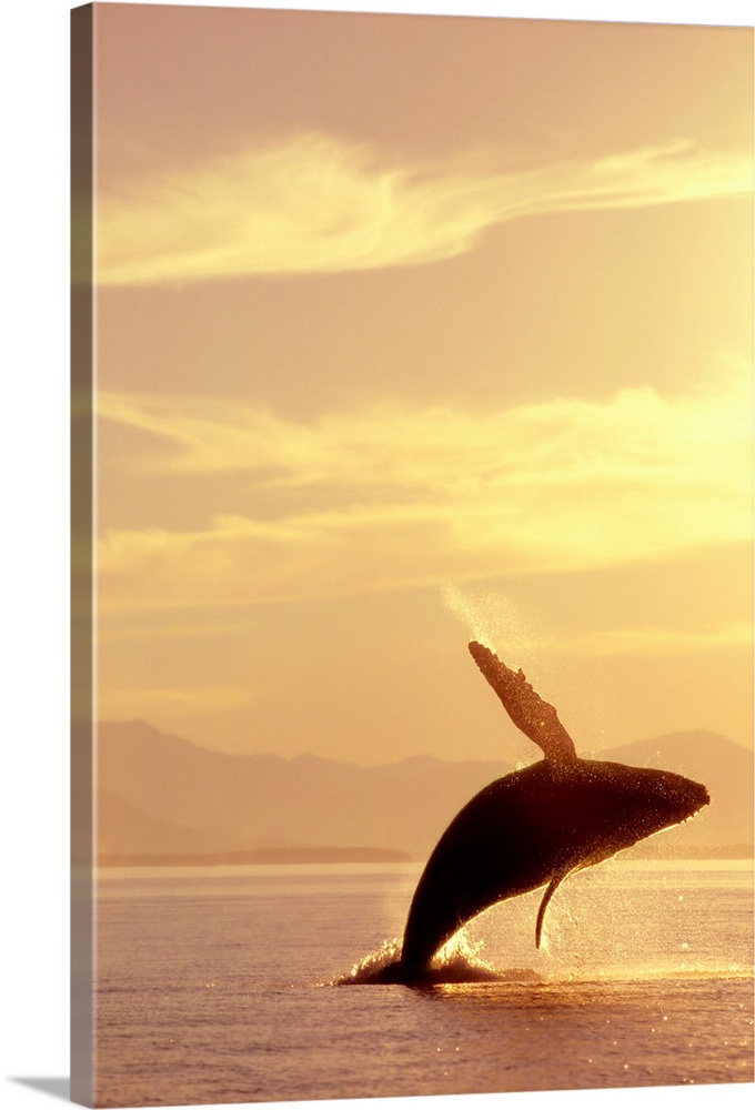 Wildlife photograph of a humpback whale breaching in Inside Passage in Alaska at sunset during the summer.
