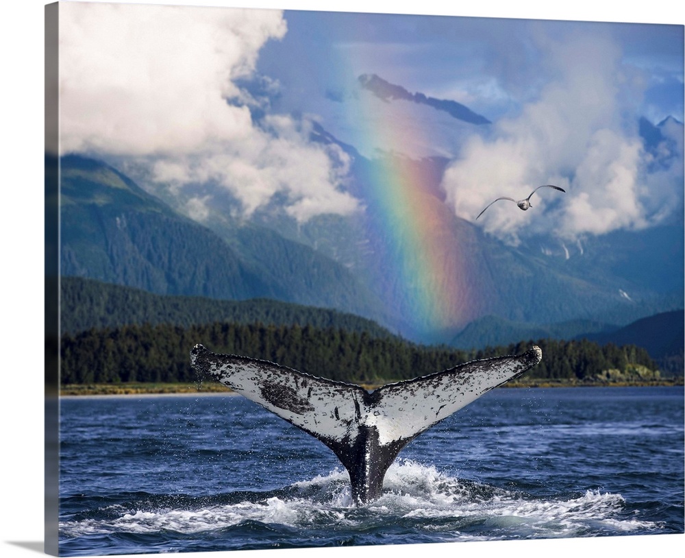 Humpback Whale Submerging Showing Fluke W/Rainbow Inside Passage Alaska Southeast Summer Composite