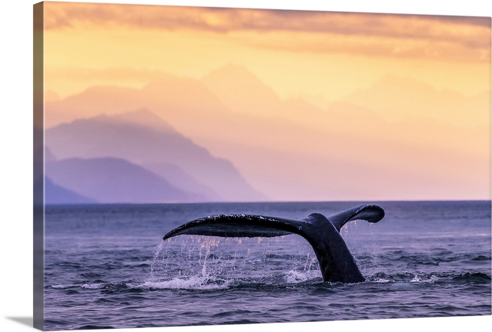 Humpback Whale (Megaptera novaeangliae) at sunset, Lynn Canal, Chilkat Mountains, Inside Passage, near Juneau; Alaska, Uni...