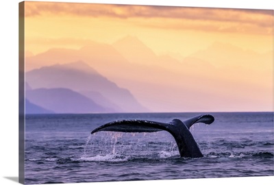 Humpback Whale at sunset