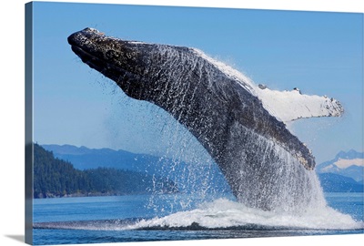 Humpback Whale Breaches In Chatham Strait, Inside Passage, Admiralty Island, Alaska