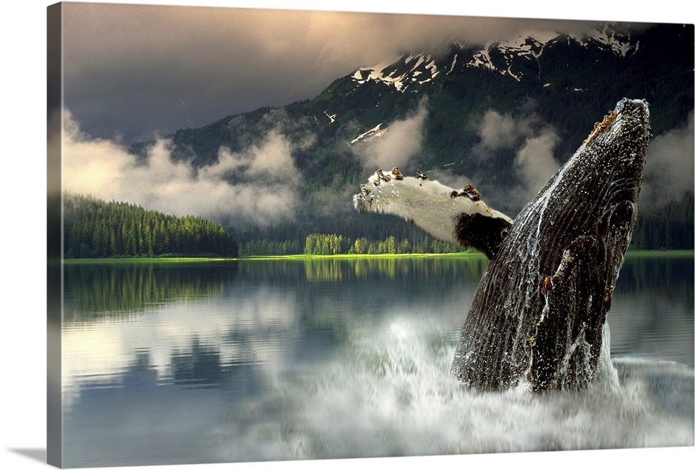 Horizontal, large photograph of a humpback whale jumping out of the water in Southeast Alaska, low clouds sparsely cover a...