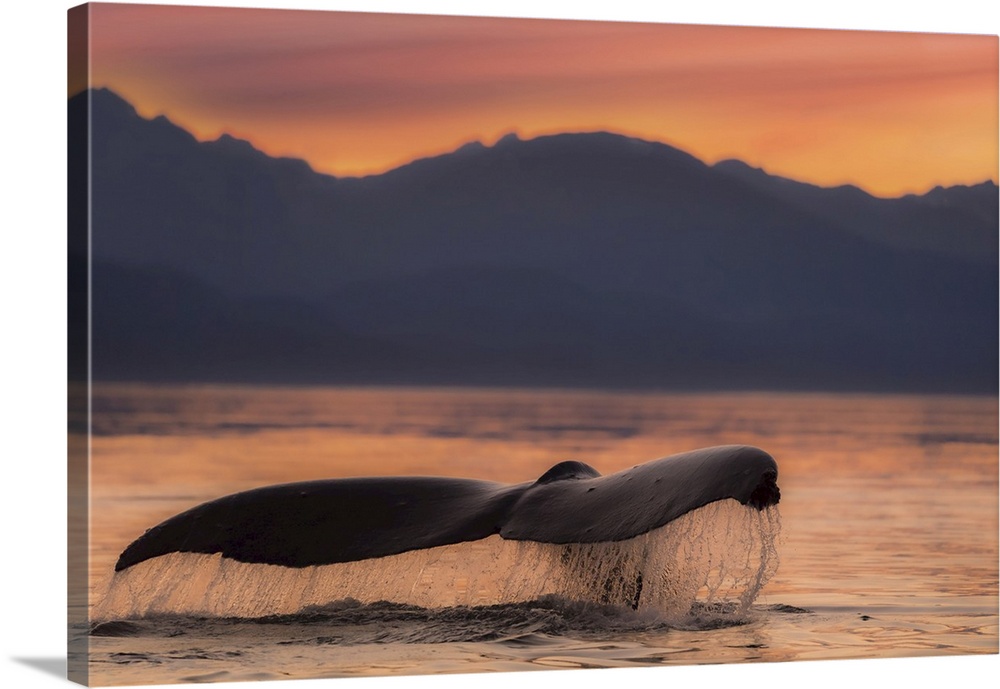 A Humpback Whale lifts it flukes at sunset as it returns to the depths to feed in the calm waters of the Inside Passage, A...