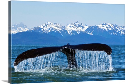 Humpback Whale fluking in Lynn Canal with Chilkat Mountains in the distance