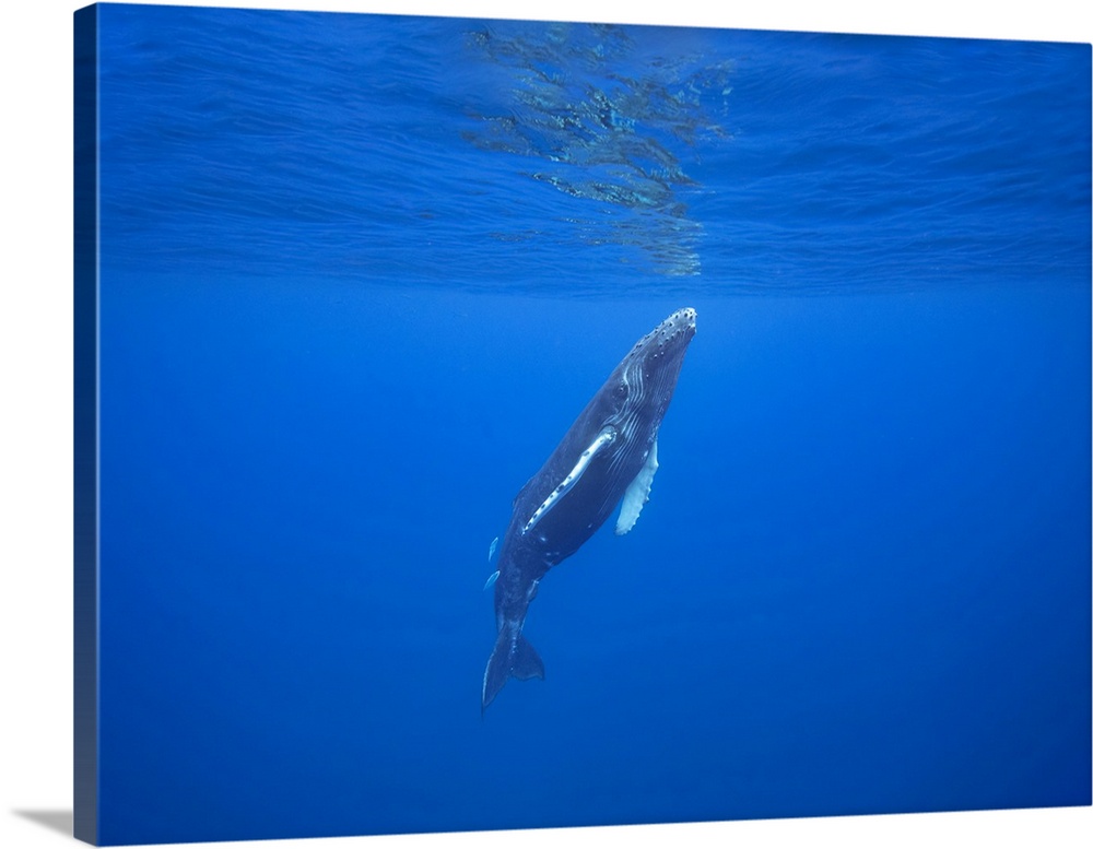 The fish following this surfacing humpback whale (Megaptera novaeangliae) are known as leatherback (Scomberoides lysan) or...