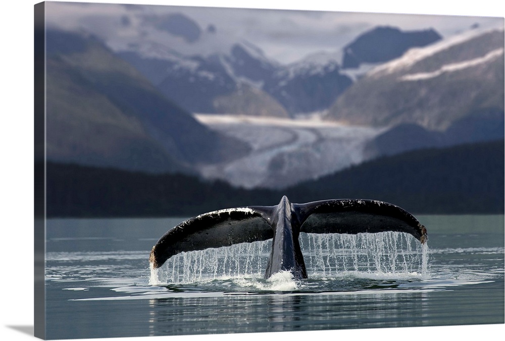 Composite Humpback Whale Shows Fluke With Herbert Glacier And Eagle Beach State Recreation Area In The Background Near Jun...