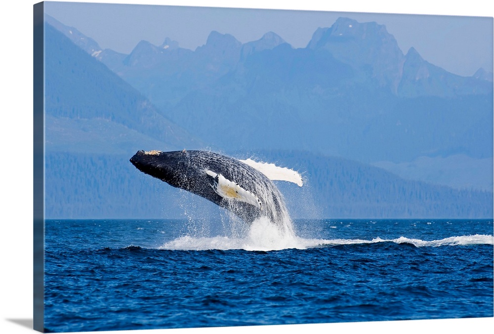 Humpback Whale In Inside Passage Leaping Out Of The Water, Southeast Alaska