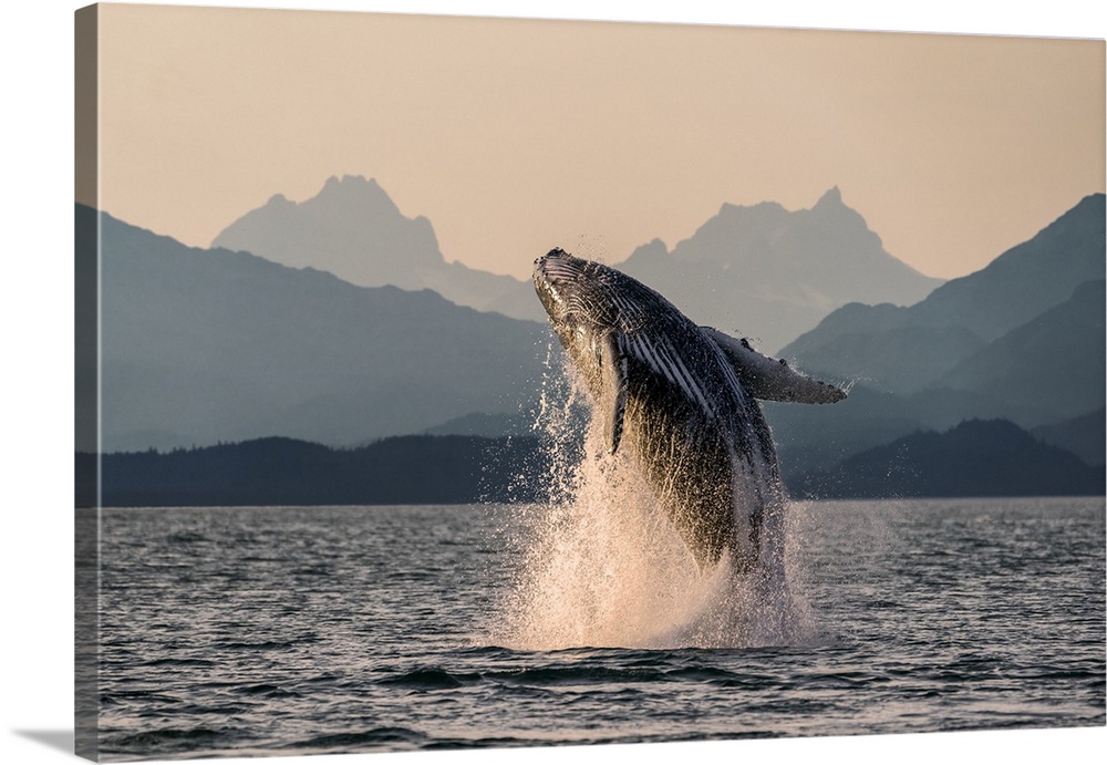 Humpback whale (Megaptera novaeangliae) leaping out of the water of Inside Passage in the Lynn Canal; Alaska, United State...