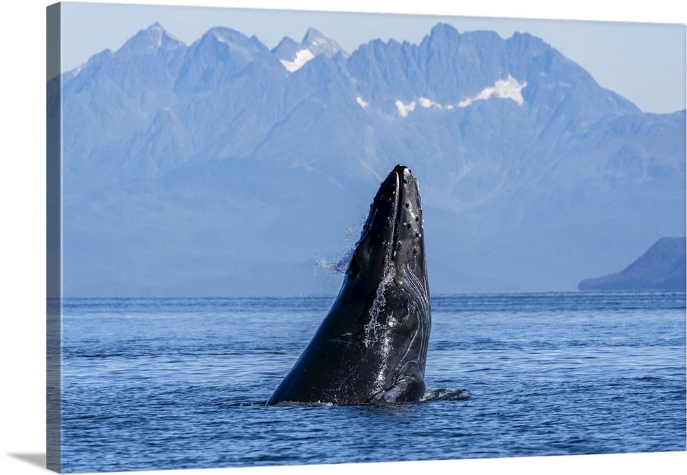 Humpback whale (Megaptera novaeangliae) surfacing, Inside Passage, Lynn Canal; Alaska, United States of America