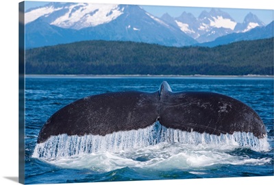 Humpback Whale Lifts Its Flukes, Snow Covered Coastal Range In Background