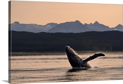 Humpback Whale, Lynn Canal, Inside Passage, Alaska