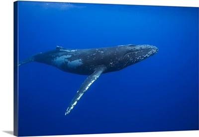 Humpback whale (Megaptera novaeangliae), Hawaii, United States of America