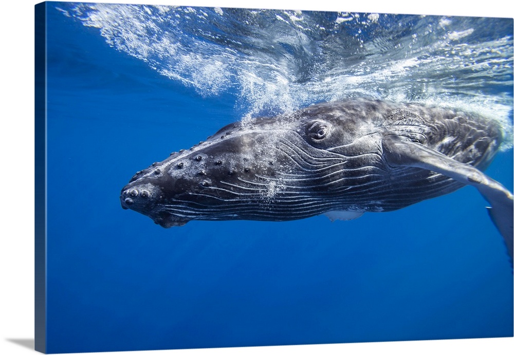Humpback whale (megaptera novaeangliae) underwater, Hawaii, united states of America.