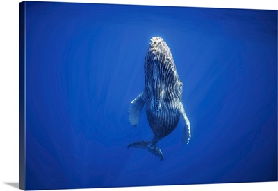 Humpback Whale (Megaptera Novaeangliae) Underwater, Hawaii, United States Of America